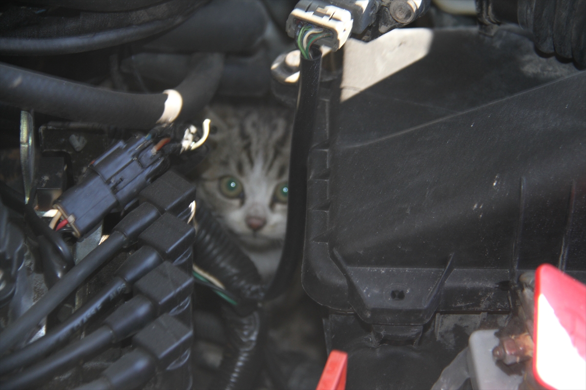 Konya'da otomobilin motor kısmına giren kedi kurtarıldı