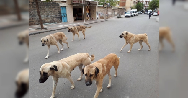 Konya'da sahipsiz köpeğin saldırdığı 9 yaşındaki çocuk yaralandı