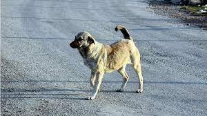 Konya'da sahipsiz köpekler