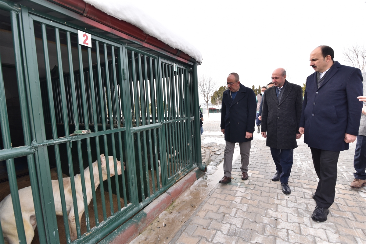 Konya'da sahipsiz sokak hayvanları "yerden ısıtmalı" bakım odalarında ağırlanıyor