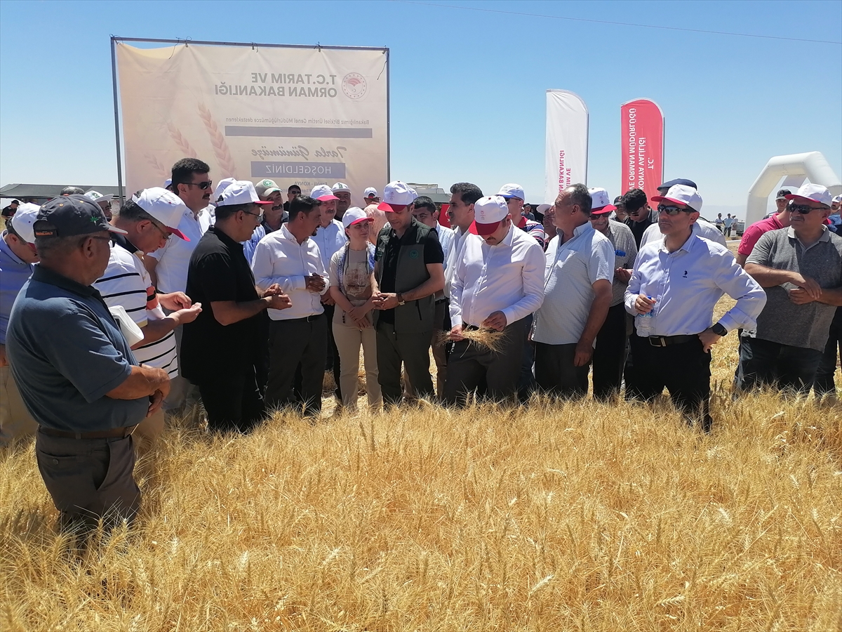 Konya'da sertifikalı organik tohumla ekim yapılan buğday tarlasında hasat yapıldı