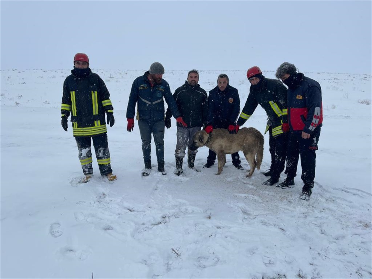 Konya'da sürüye saldıran kurtları kovalarken kuyuya düşen köpek kurtarıldı VİDEOHABER