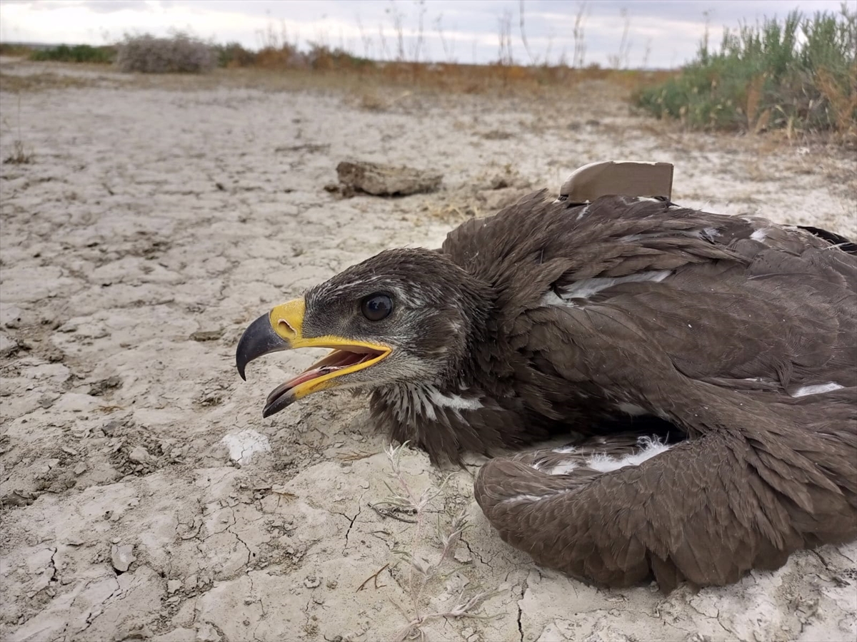 Konya'da takibe alınan bozkır kartalı, bir haftada Orta Afrika'ya ulaştı