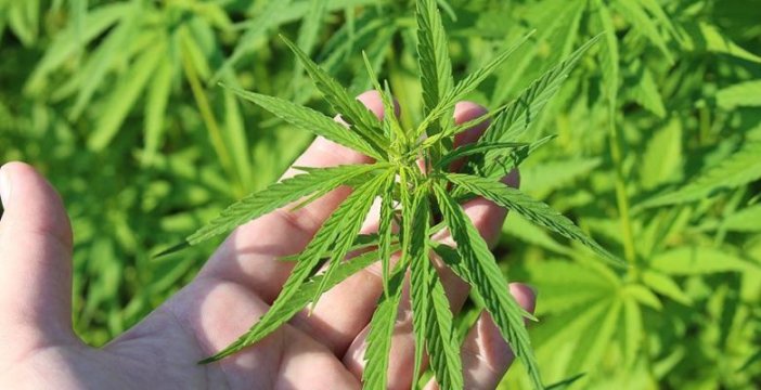 Konya’da tarıma yeni bir soluk: Kenevir ekimine izin çıktı