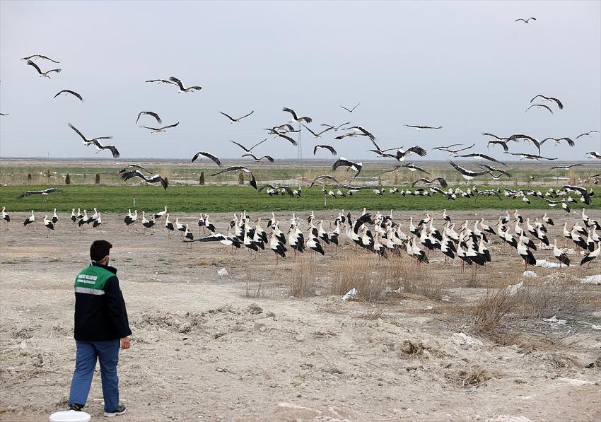  Konya'da tarlalardaki göçmen leylekler balıkla besleniyor