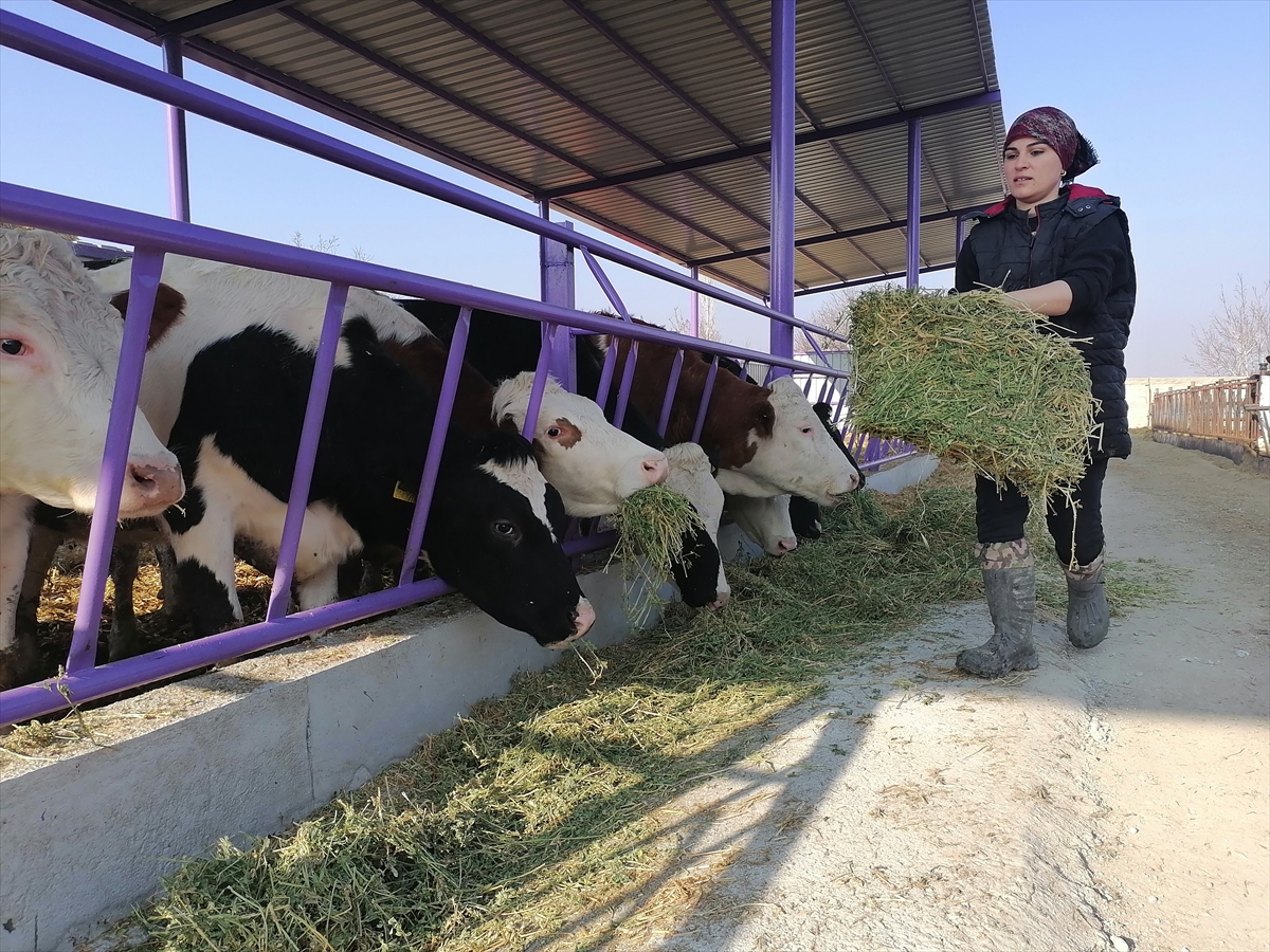 Konya'da üniversite mezunu kadın girişimci devlet desteğiyle çiftlik kurdu