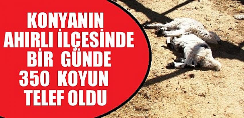 Konya'da yaklaşık 350 koyun telef oldu