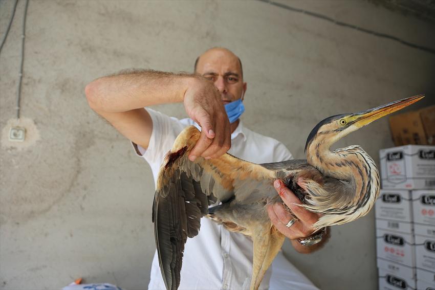 Konya'da yaralı bulunan balaban kuşu tedavi altına alındı