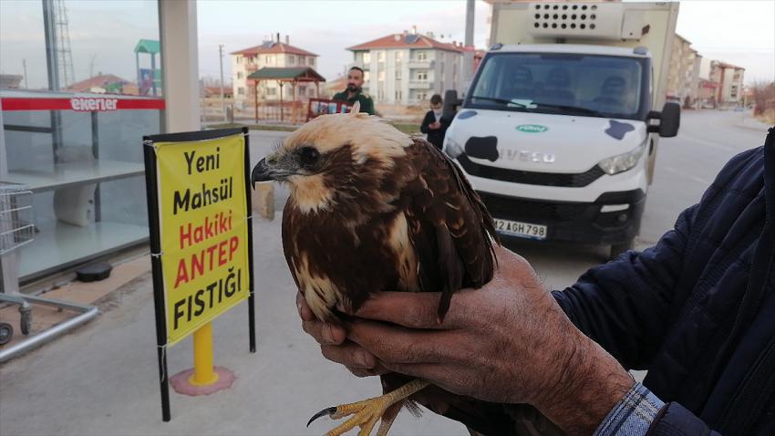  Konya'da yaralı bulunan çöl şahini tedavi altına alındı