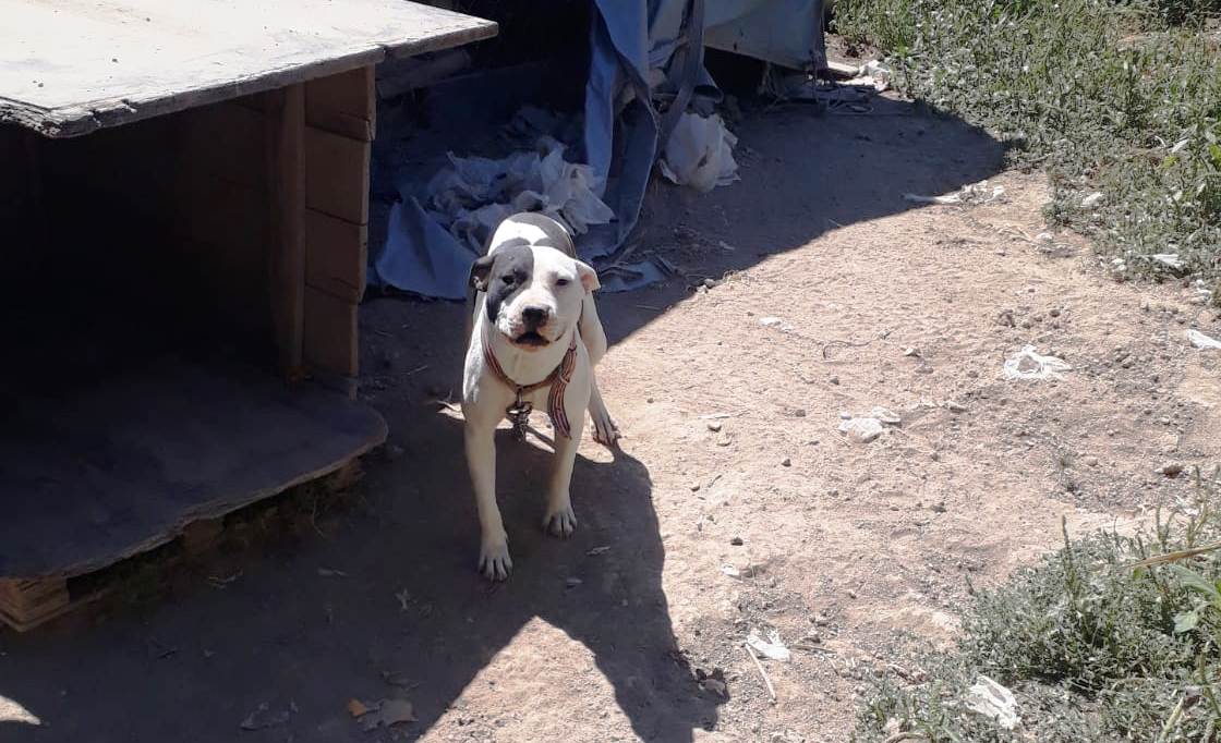 Konya’da Yasağa Rağmen Vazgeçilmeyen Pitbull’a Ceza…