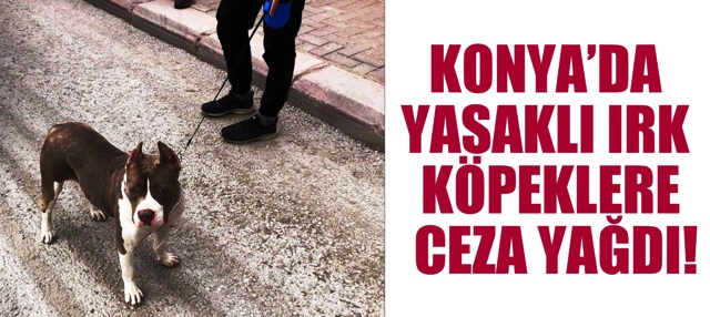 KONYA’DA YASAKLI IRK KÖPEKLERE CEZA YAĞDI!