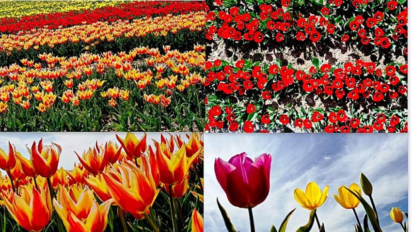 Konya'da "yerdeki gökkuşağı" olarak nitelendirilen laleler çiçeklendi