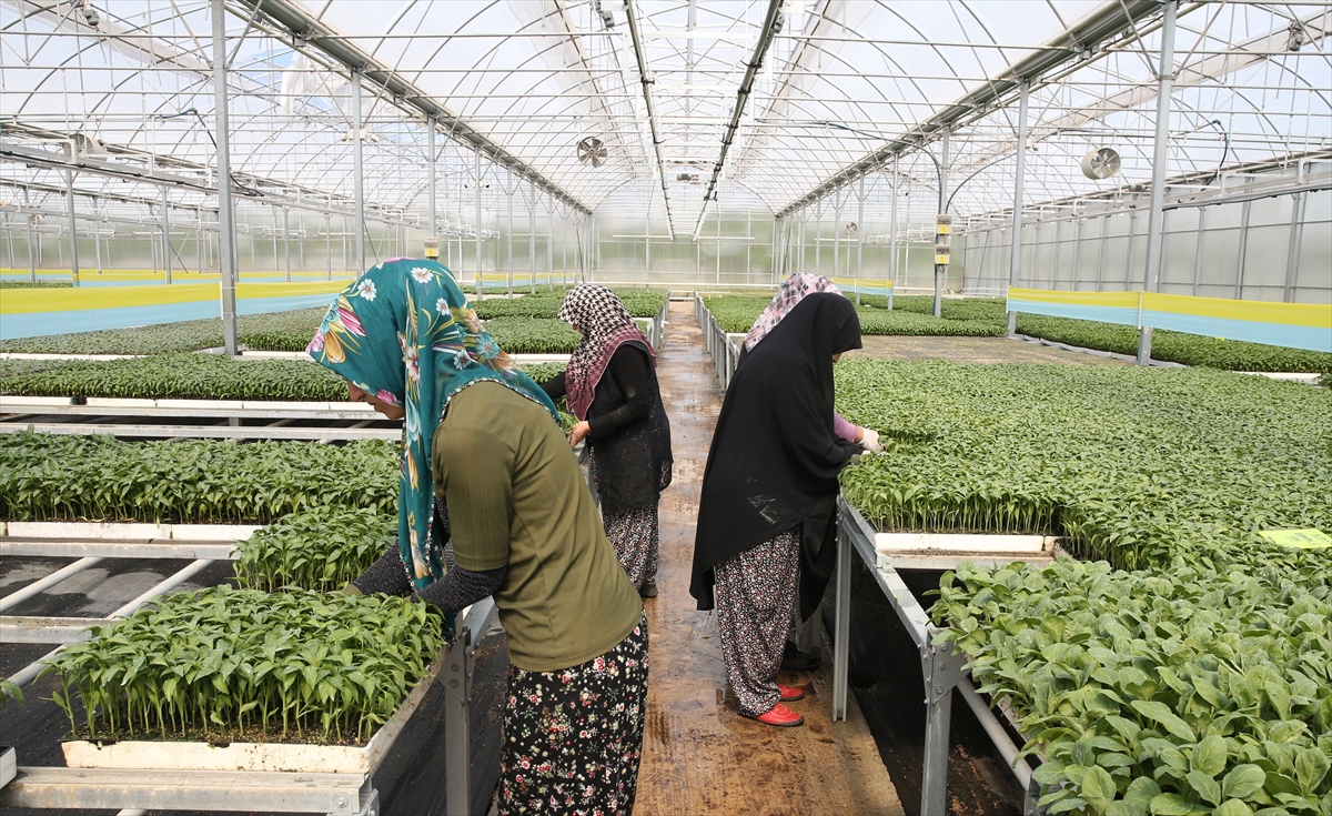 Konya'da yılda 5 milyon sebze fidesi üretilen tesis bölge ekonomisine katkı sunuyor