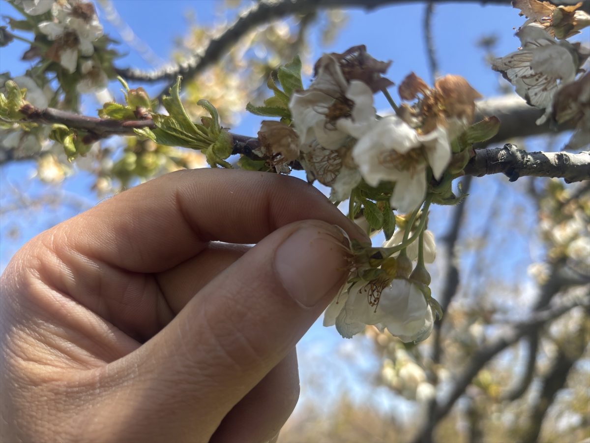 Konya'da zirai don nedeniyle kiraz ağaçları zarar gördü