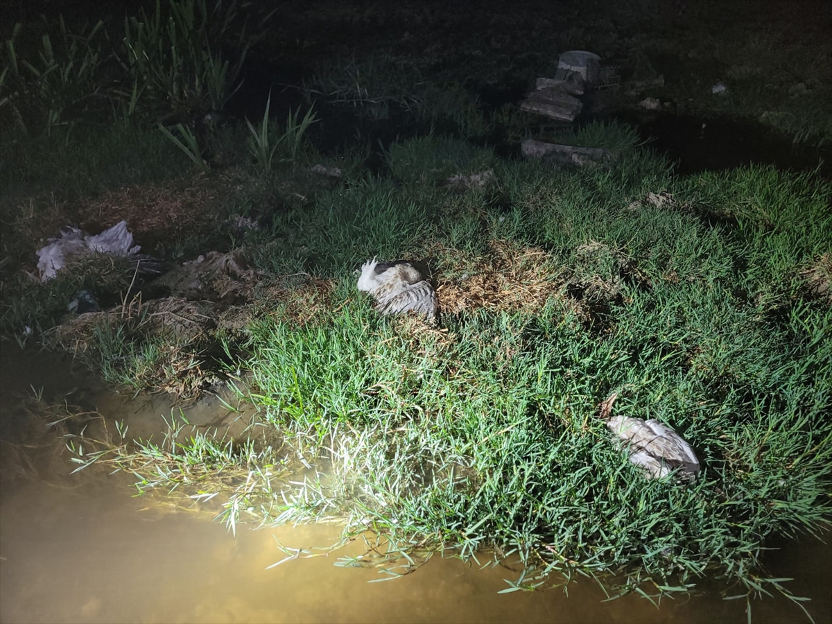 Konya'daki Düden Göleti'nde görülen toplu martı ölümlerinin nedeni araştırılıyor