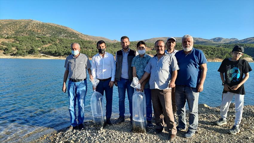 Konya'daki göl ve göletlere 1 milyon yavru sazan balığı bırakıldı