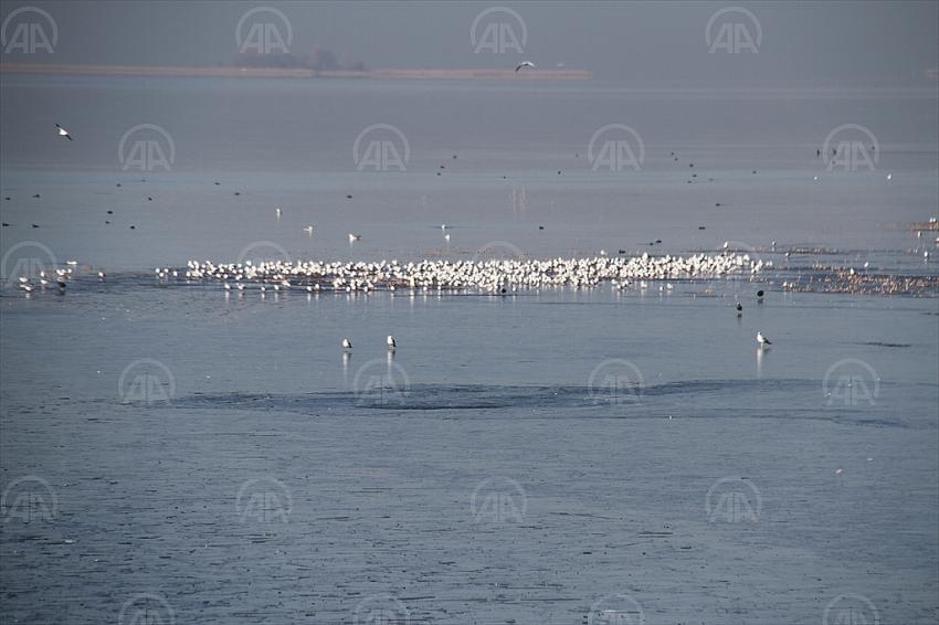  Konya'daki göllerde su kuşu sayımı yapıldı