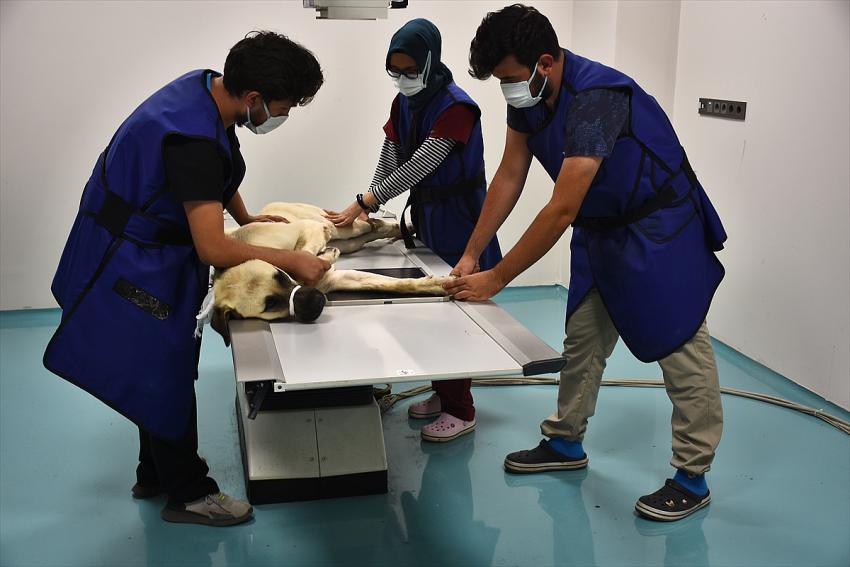 Konya'daki hayvan hastanesi sevimli dostlara şifa oluyor