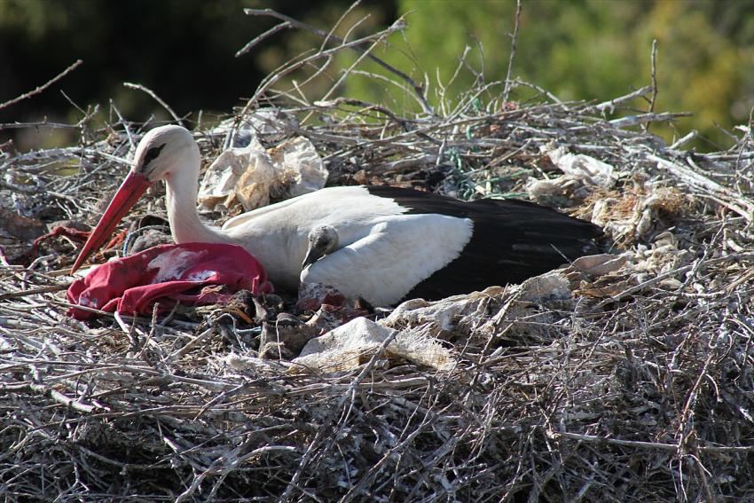 Konya'daki Leylekler Vadisi'nde yavrulama döneminde kısıtlama nedeniyle sessizlik hakim