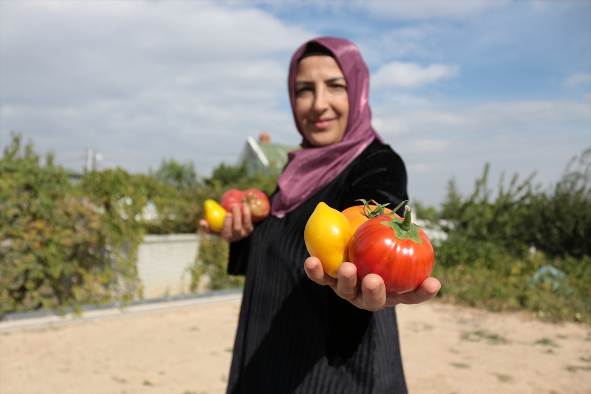 KONYA - Evinin bahçesinde "ata tohumu" yetiştiren kadın girişimci kooperatif kurdu