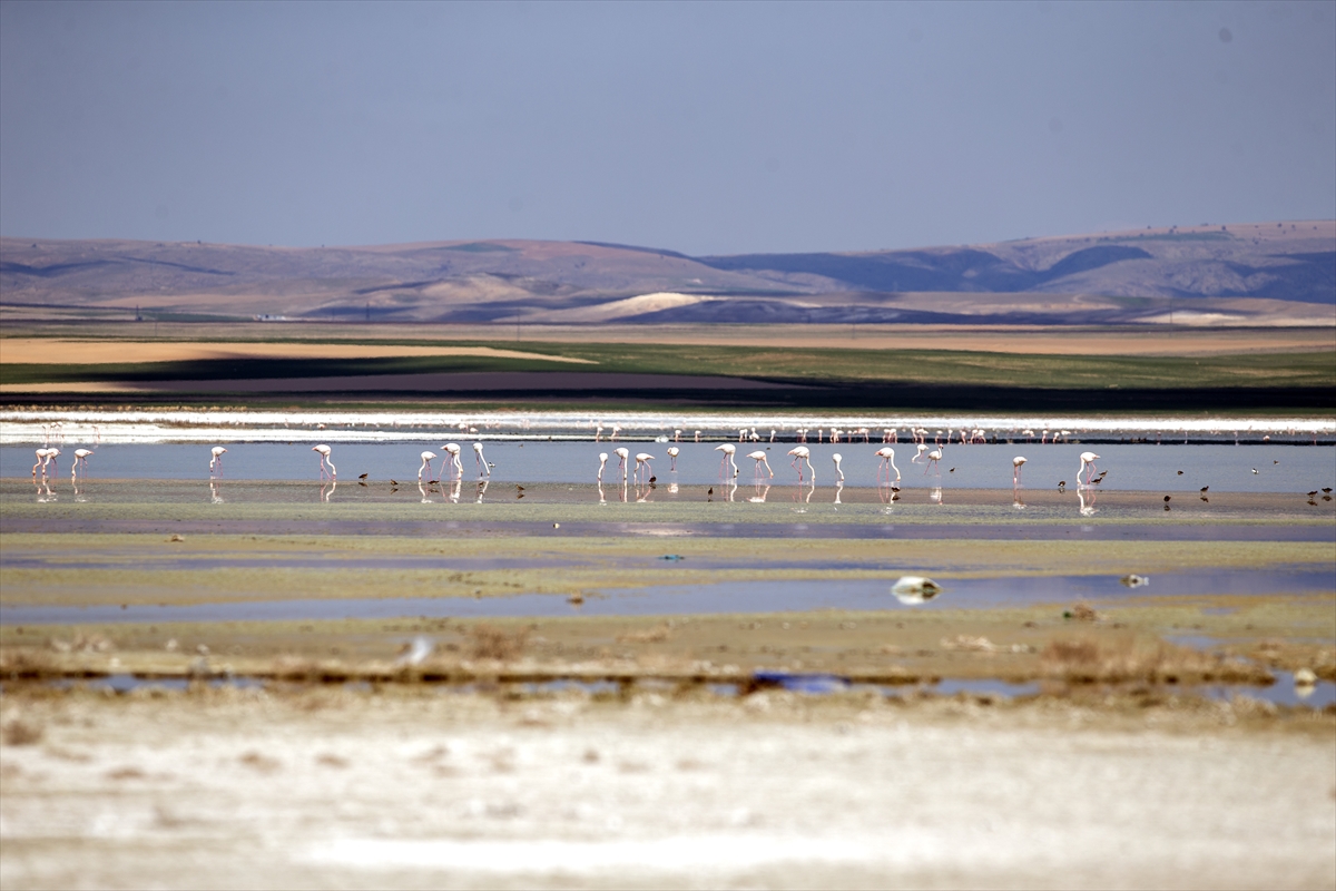KONYA - Flamingoların yaşam alanlarından Düden Gölü'nde su çekildi
