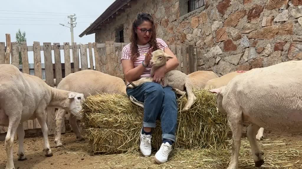 KONYA - Gıda teknikeri kadın devlet desteğiyle besicilik yapmaya başladı