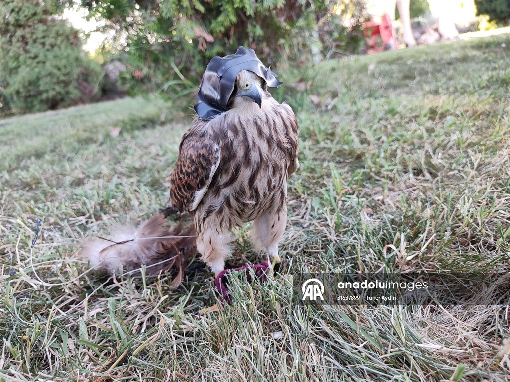 KONYA - Göz kapakları iple dikilmiş halde bulunan atmaca tedavi edildi