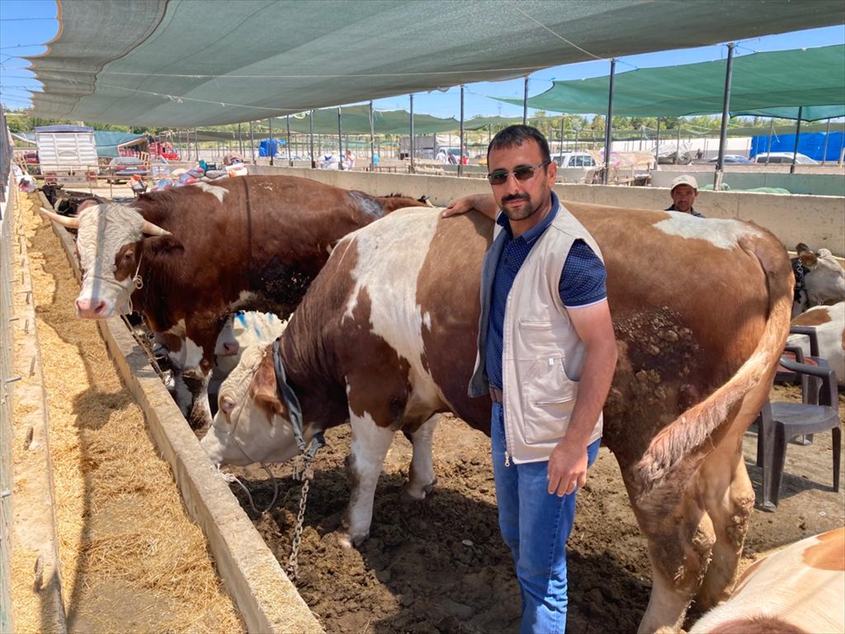 KONYA - Hayvan pazarlarında Kurban Bayramı hareketliliği başladı