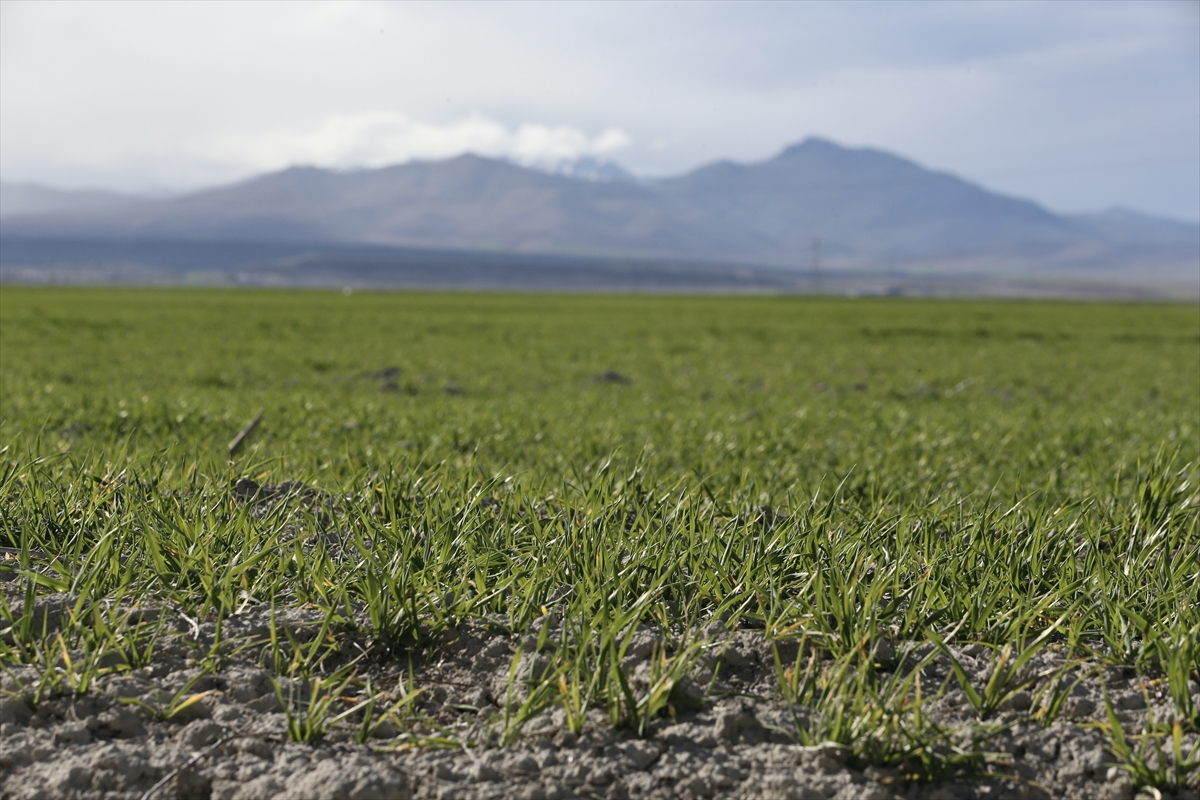 KONYA - Hububatta ekim alanındaki artışın kuraklıktan kaynaklı rekolte kaybını kapatması öngörülüyor