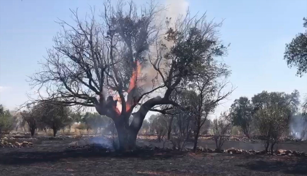 KONYA - Hüyük'te 2 dönüm arpa ekili alan ile 60 badem ağacı yandı