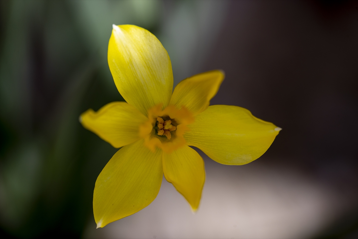 KONYA - İlkbaharın gelişiyle doğa canlanmaya başladı