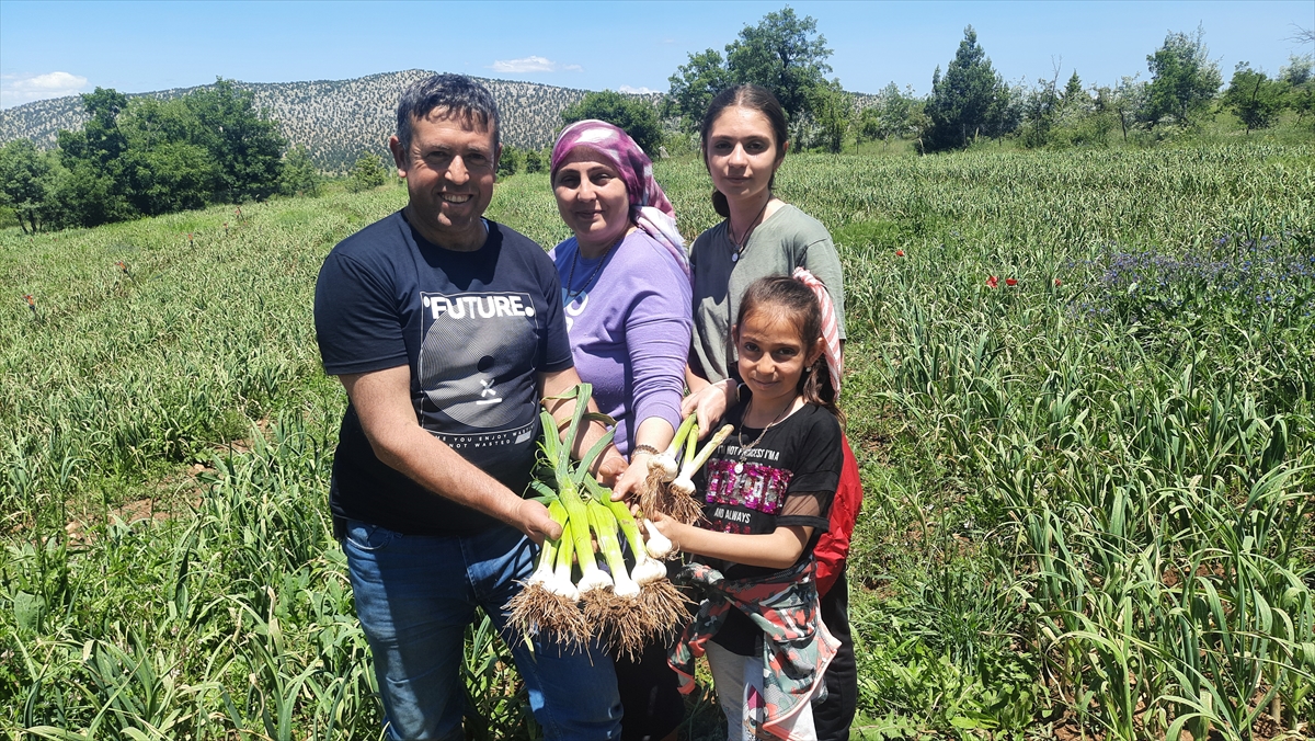 KONYA - İstanbul'dan döndüğü köyünde ata tohumuyla sarımsak yetiştiriyor