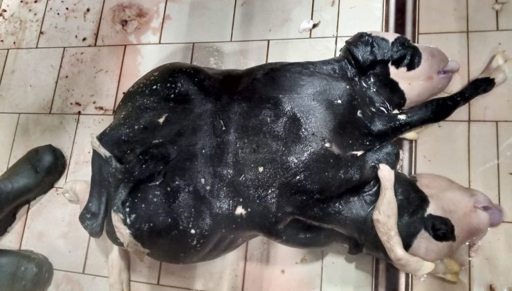 Konya  Karapınar'da  6 Ayaklı 2 Başlı Buzağı Doğdu!