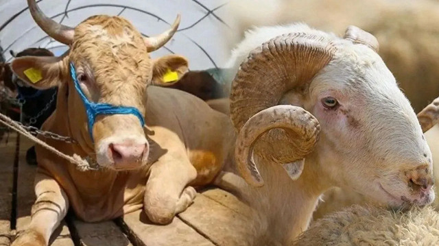 KONYA  KASAPLAR ODASI ;2025 KURBAN KESİM FİYATLARINI AÇIKLADI