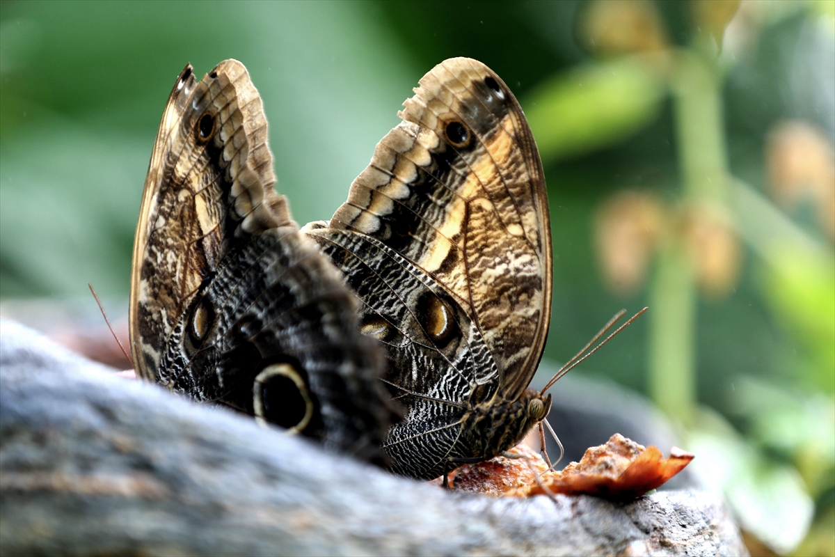 KONYA - Kelebek Bahçesi, 30 bin kelebek ile Şebiarus için süslendi