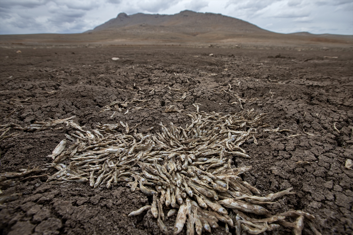KONYA - May Barajı tamamen kurudu balıklar öldü