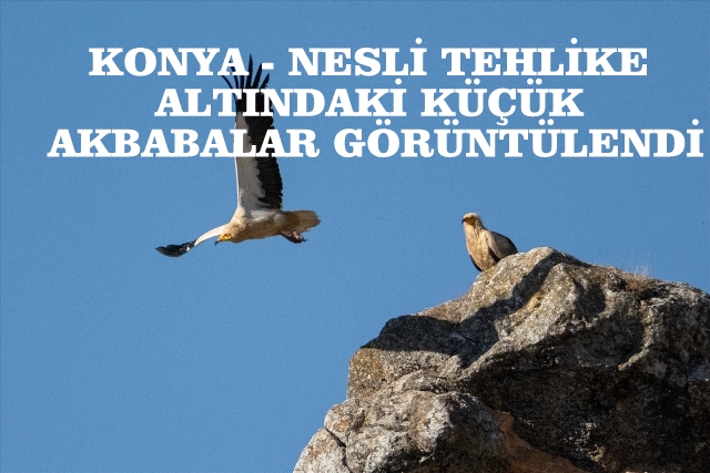 KONYA - Nesli tehlike altındaki Küçük Akbabalar görüntülendi FOTO