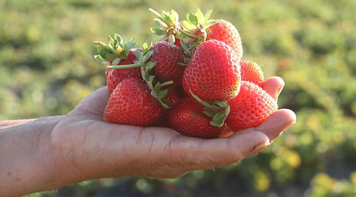 Konya'nın Hüyük Çileği AB tescili yolunda