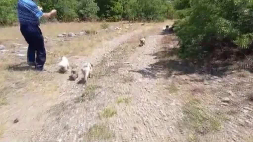 Beyşehir'de Ormanlık alana terk edilmiş 21 köpek yavrusu bulundu