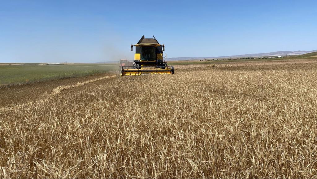 Konya Ovası'nda Buğday Hasadında 2 Milyon 400 Bin Rekolte