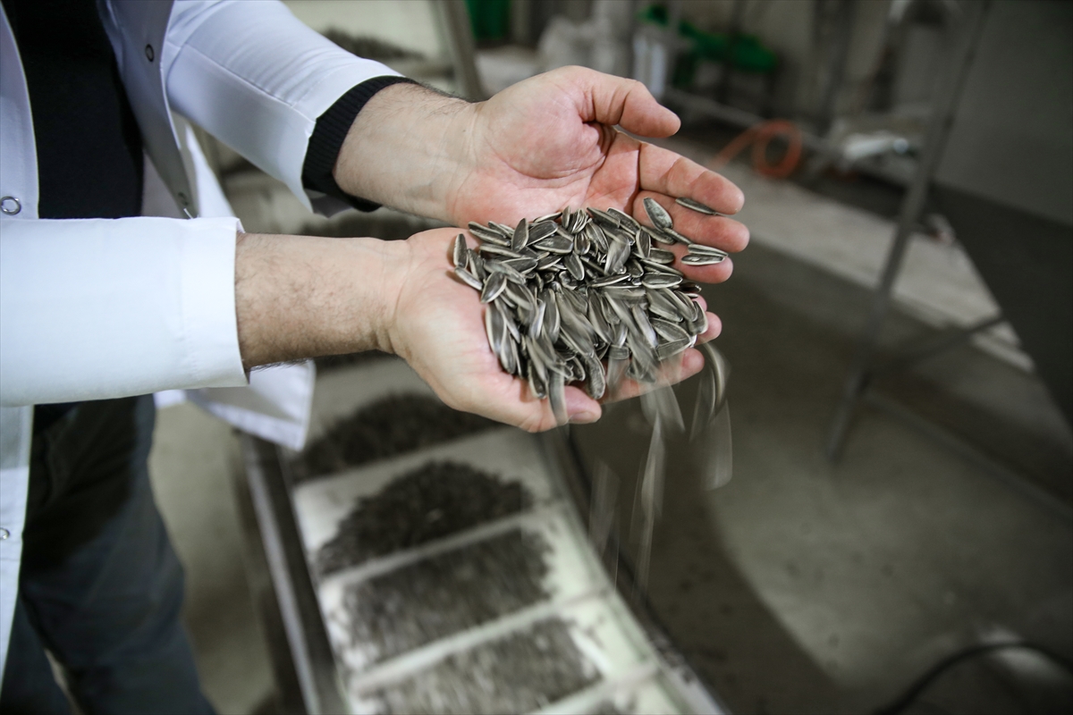 Konya Ovası'nda çerezlik ayçiçeği üretimi artıyor