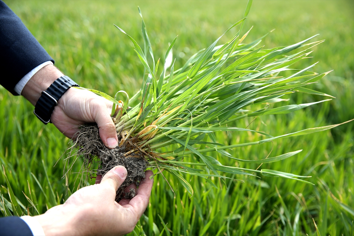 Konya Ovası'nda çiftçi mart ve nisan yağışlarından memnun