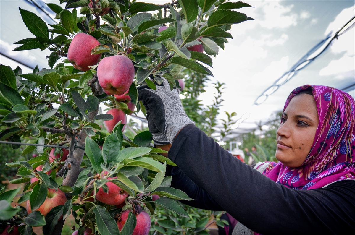 Konya Ovası'nda en kaliteli elma hasadı için üreticiler zamanla yarışıyor