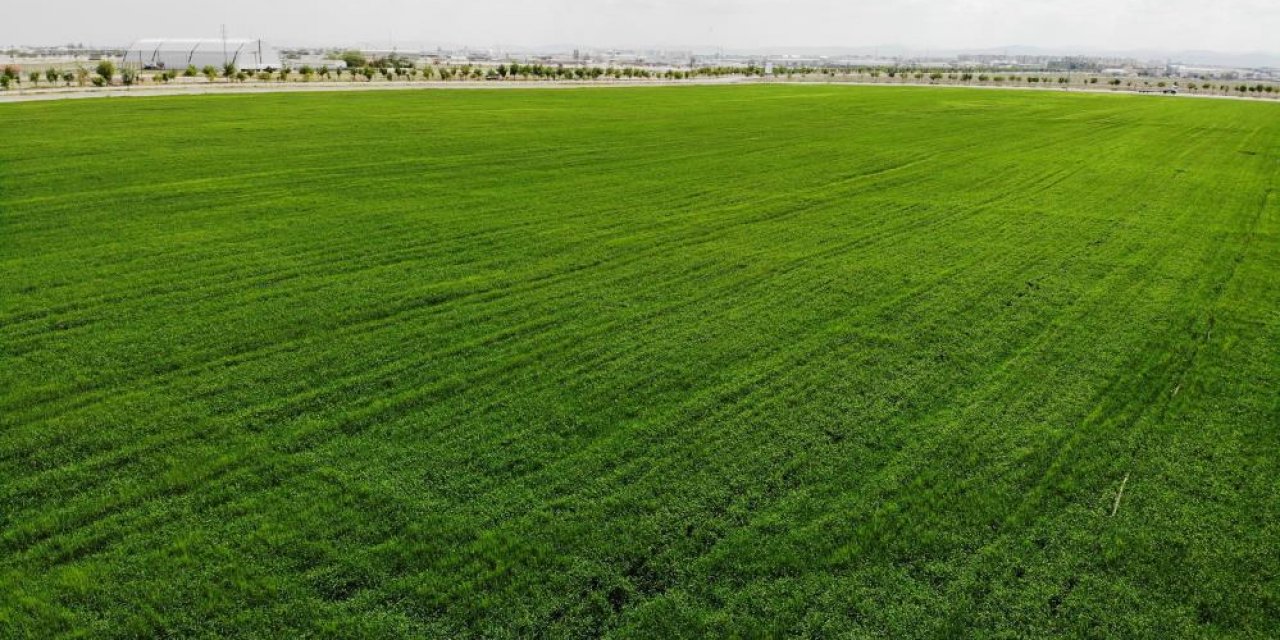 Konya Ovası'nda tarımsal kuraklık yerini yüksek rekolte beklentisine bıraktı