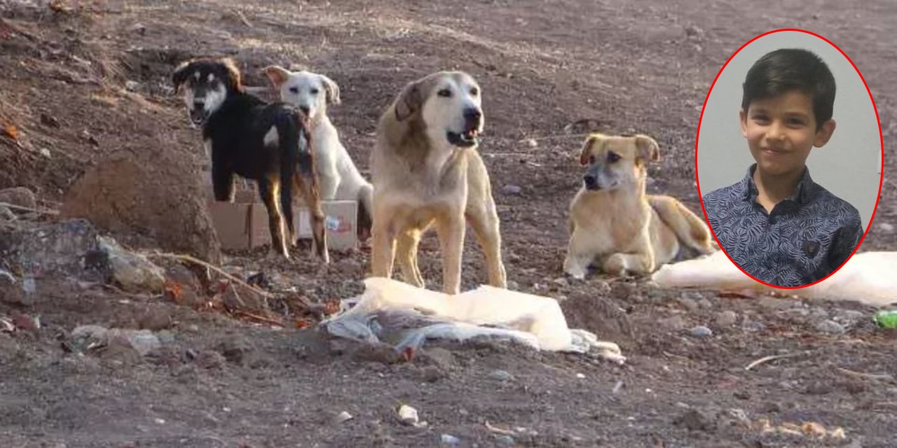 KONYA - Sahipsiz köpeklerin saldırdığı Umut'un yaraları sarılmaya çalışılıyor