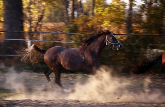 KONYA - Şampiyon atların yetiştiği çiftlik sonbaharda ziyaretçilerin uğrak yeri oldu