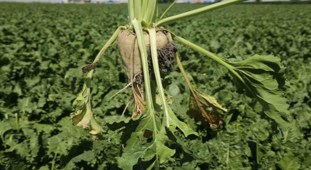 Konya Şeker'den üreticilere 182 milyon TL avans ödemesi