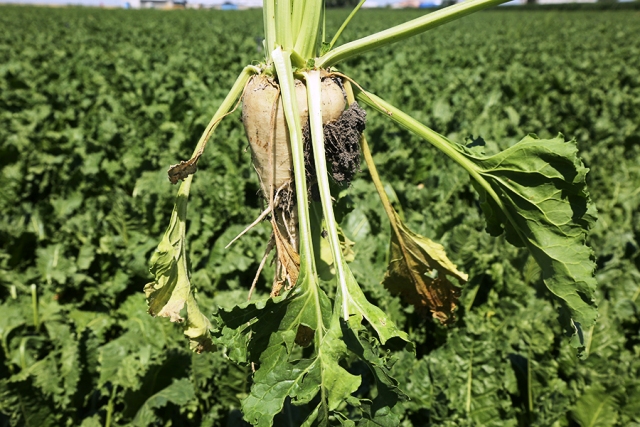 KONYA  ŞEKER PANCAR PARALARINI ÖDEMEYE BAŞLIYOR