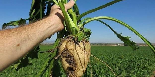 Konya Şeker, pancar üreticisine ton başına 15 lira destek primi ödüyor