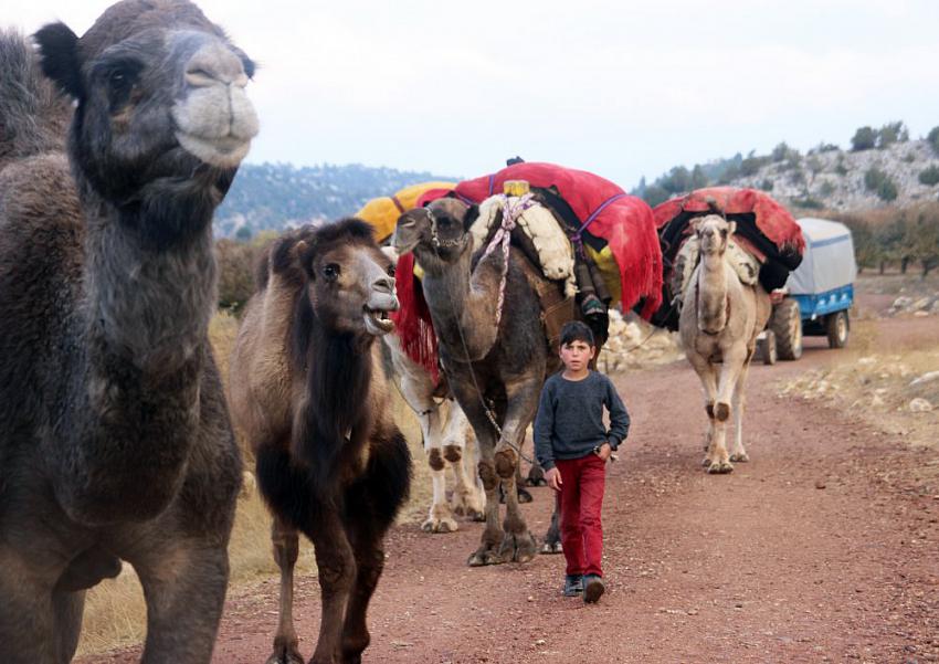 Konya sınırındaki dağlarda büyük göç başladı